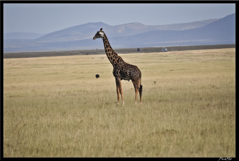 Kenya_01_Masai_Mara_126.jpg