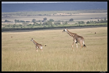 Kenya 01 Masai Mara 127