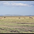 Kenya 01 Masai Mara 136