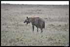 Kenya 01 Masai Mara 142