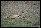 Kenya 01 Masai Mara 144
