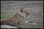 Kenya 01 Masai Mara 147