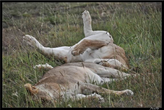 Kenya 01 Masai Mara 148