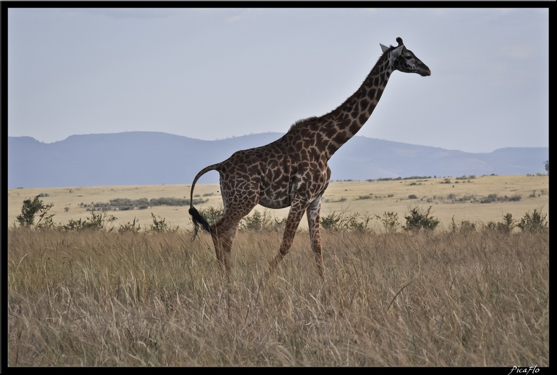 Kenya_01_Masai_Mara_152.jpg