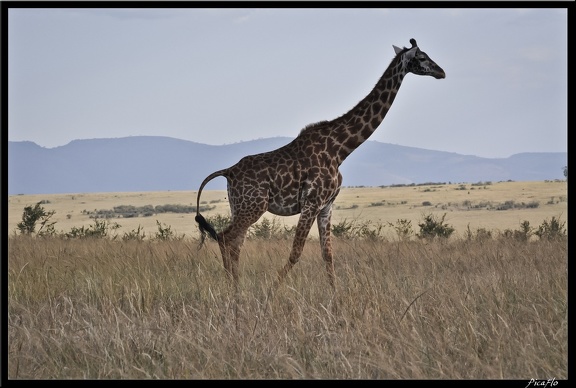 Kenya 01 Masai Mara 152
