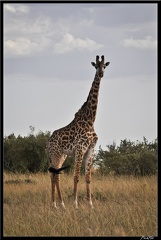 Kenya 01 Masai Mara 153