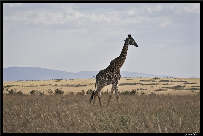 Kenya_01_Masai_Mara_155.jpg