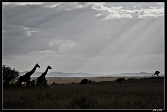 Kenya 01 Masai Mara 156