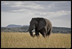 Kenya 01 Masai Mara 157