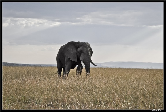 Kenya 01 Masai Mara 161