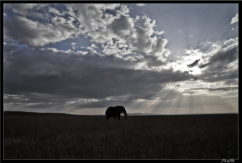 Kenya_01_Masai_Mara_164.jpg