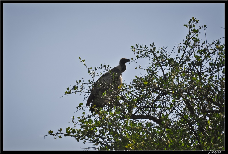 Kenya_01_Masai_Mara_179.jpg