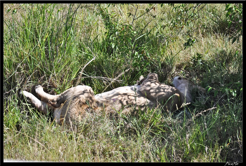 Kenya_01_Masai_Mara_183.jpg