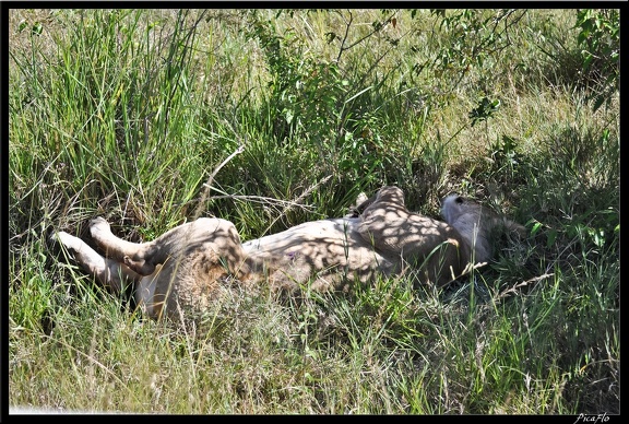 Kenya 01 Masai Mara 183