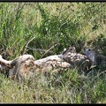 Kenya 01 Masai Mara 183