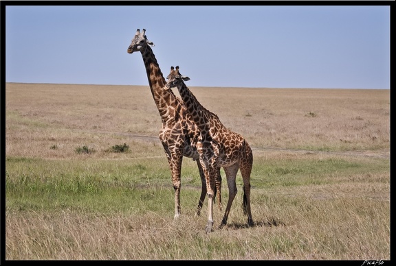 Kenya 01 Masai Mara 188