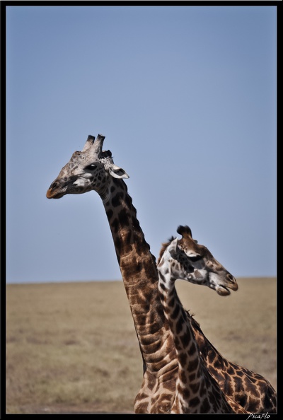 Kenya_01_Masai_Mara_189.jpg