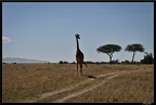 Kenya 01 Masai Mara 192