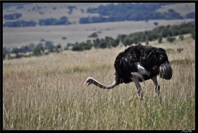 Kenya_01_Masai_Mara_194.jpg