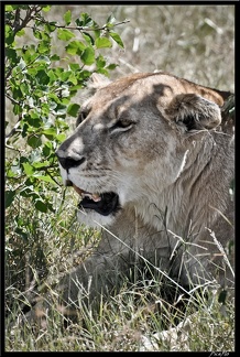Kenya 01 Masai Mara 197