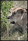 Kenya 01 Masai Mara 198