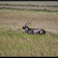 Kenya 01 Masai Mara 216