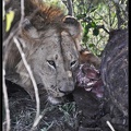 Kenya 01 Masai Mara 239