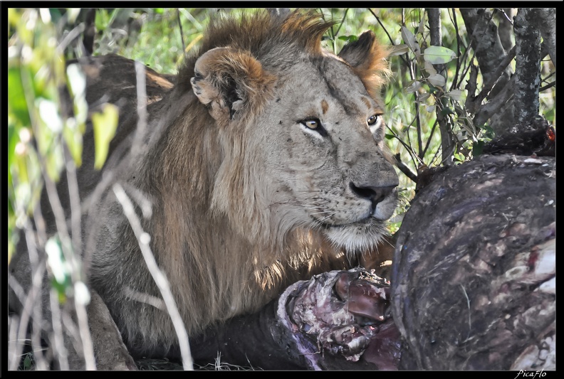 Kenya_01_Masai_Mara_246.jpg