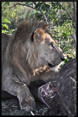 Kenya 01 Masai Mara 255