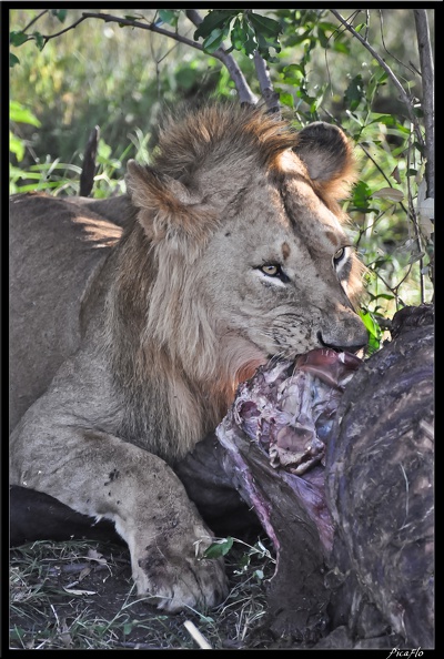 Kenya_01_Masai_Mara_260.jpg