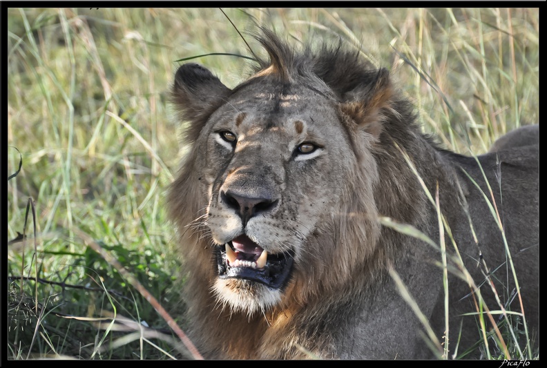 Kenya_01_Masai_Mara_264.jpg