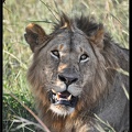 Kenya 01 Masai Mara 267