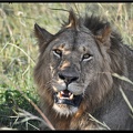 Kenya 01 Masai Mara 271