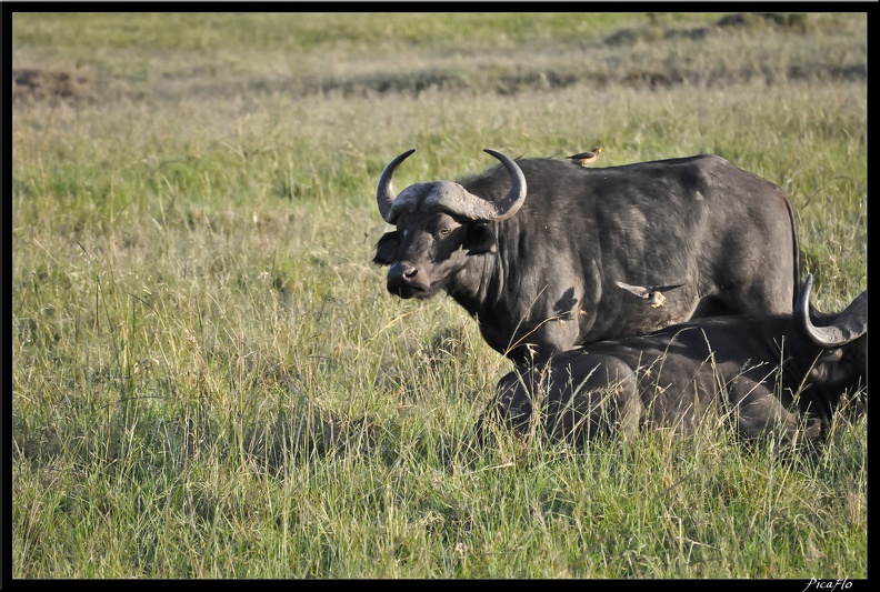 Kenya_01_Masai_Mara_276.jpg