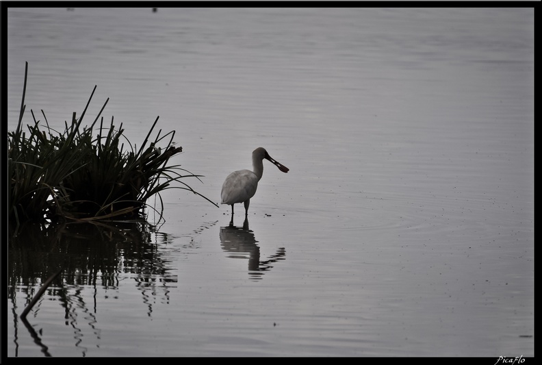 Kenya_02_Lac_Naivasha_010.jpg