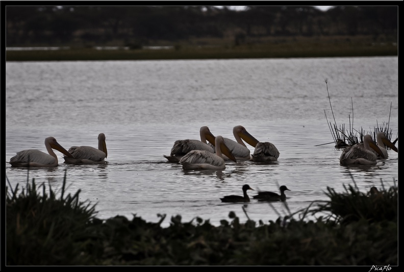 Kenya_02_Lac_Naivasha_018.jpg