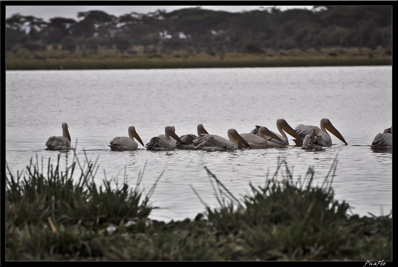 Kenya_02_Lac_Naivasha_027.jpg