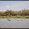 Kenya 02 Lac Naivasha 028