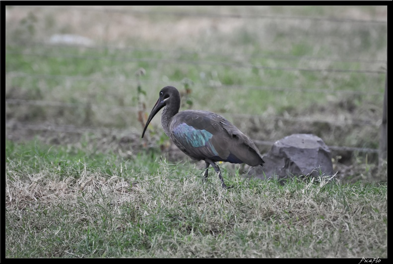 Kenya_02_Lac_Naivasha_040.jpg