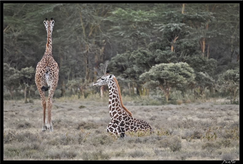 Kenya_03_Crescent_Islands_063.jpg