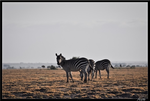 Kenya 04 Amboseli 010
