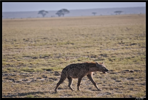 Kenya 04 Amboseli 019