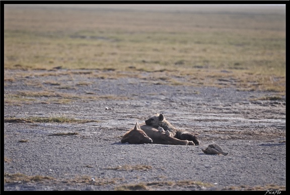 Kenya 04 Amboseli 022