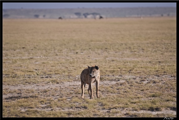 Kenya 04 Amboseli 023
