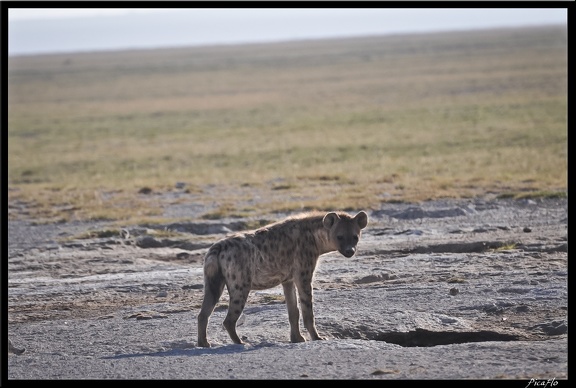 Kenya 04 Amboseli 024