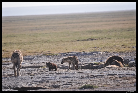Kenya 04 Amboseli 026