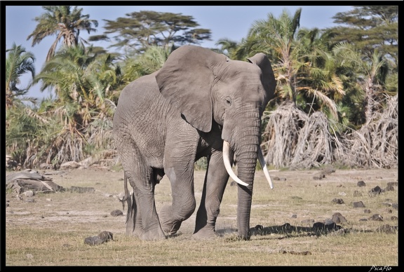 Kenya 04 Amboseli 052