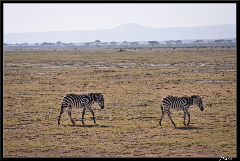 Kenya_04_Amboseli_061.jpg