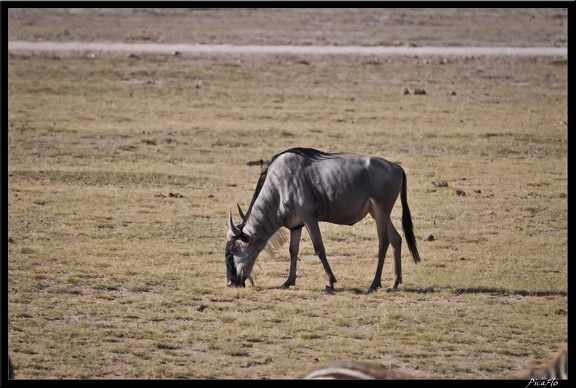 Kenya 04 Amboseli 062