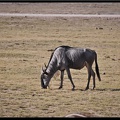 Kenya 04 Amboseli 062